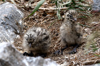 New Zealand Birds