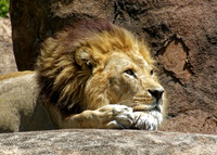 Animals - Africa