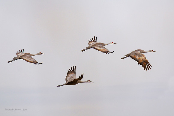 Cranes