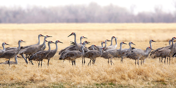 One Crane