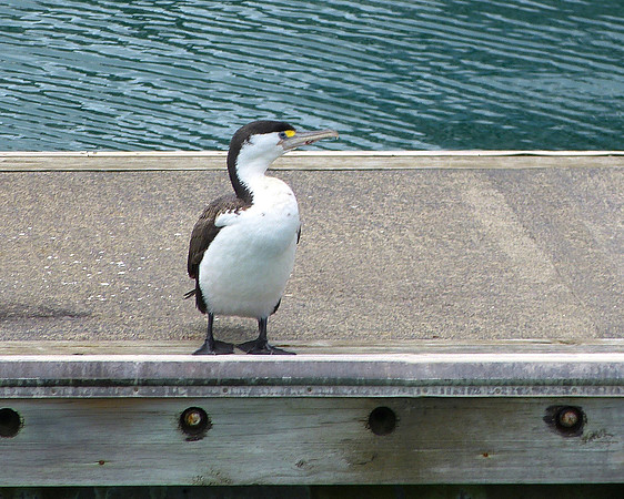 Pied Shag