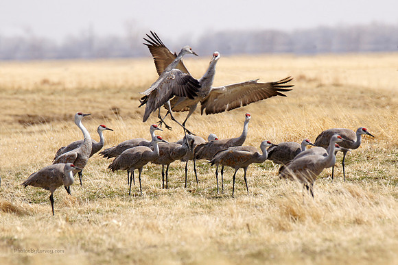 Cranes