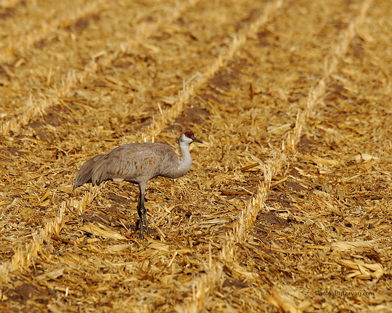 Crane