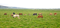 Horses