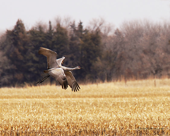 Crane with Four Wings