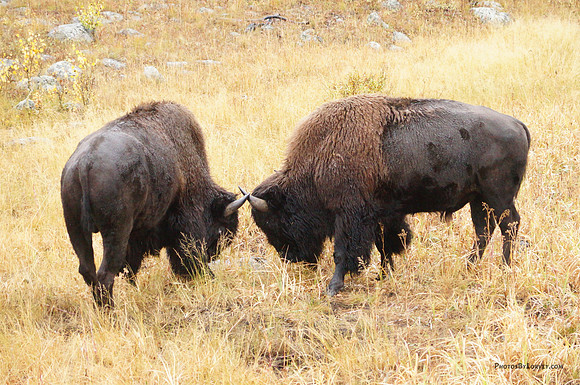 Buffaloes Jousting