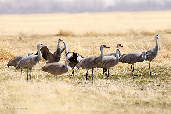 Smooching Cranes