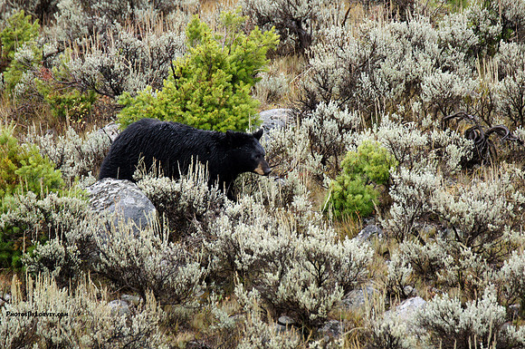 Black Bear in Lamar Valley