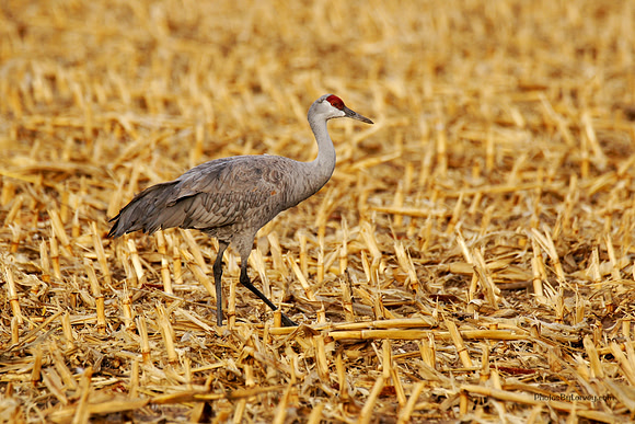 Crane