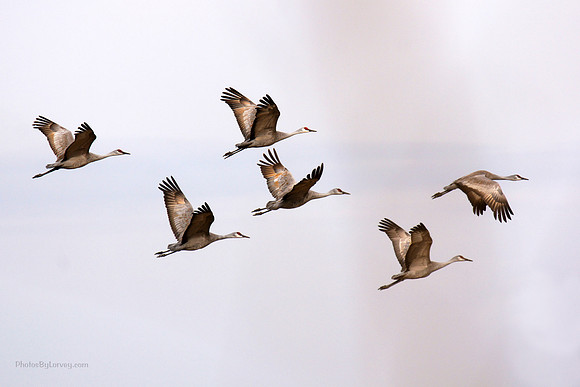 Cranes