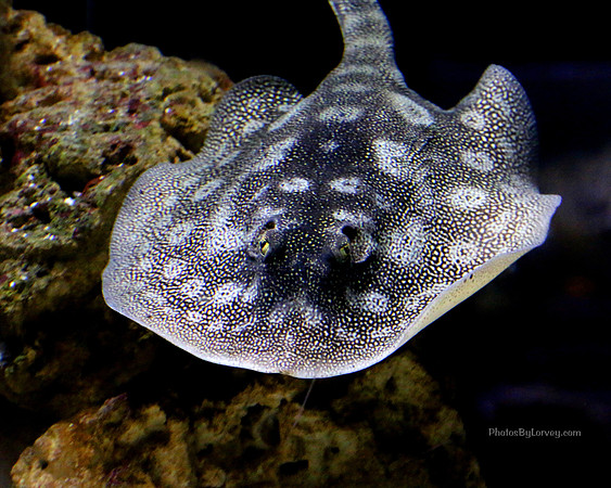 Sting Ray