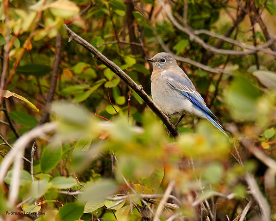 Rocky Mountain Bluebird