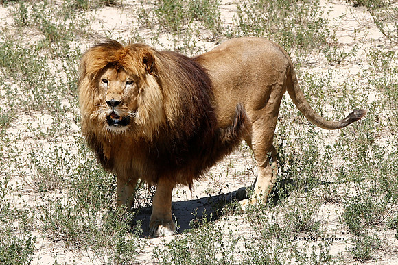 Lion