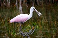 Florida - 2012
