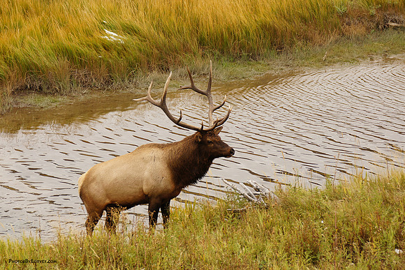 Bull Elk near Madison River