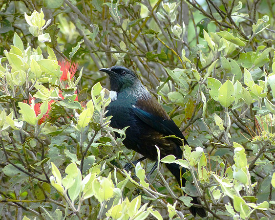 Tui (Parson Bird)