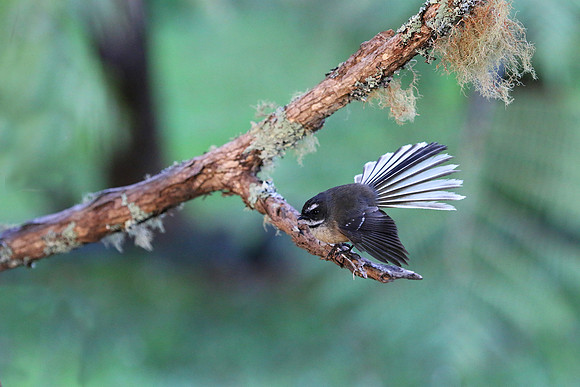 Fantail
