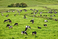 Abbys Cows