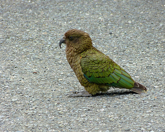 Kea Bird