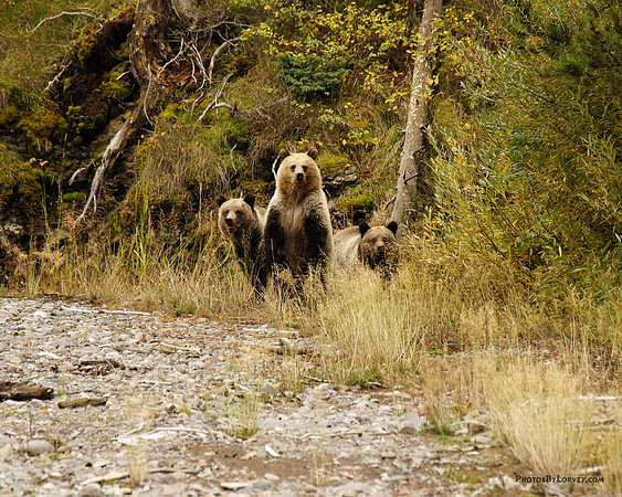 Grizzly Bears near Pahaska, Wyoming