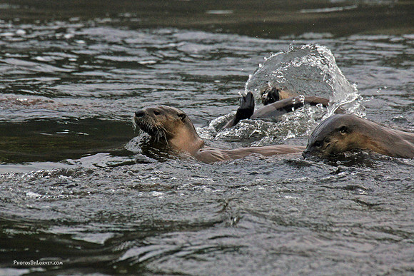 Otters in the Madison River