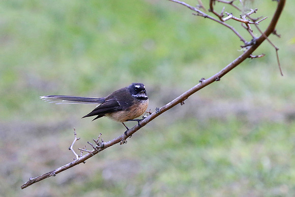 Fantail