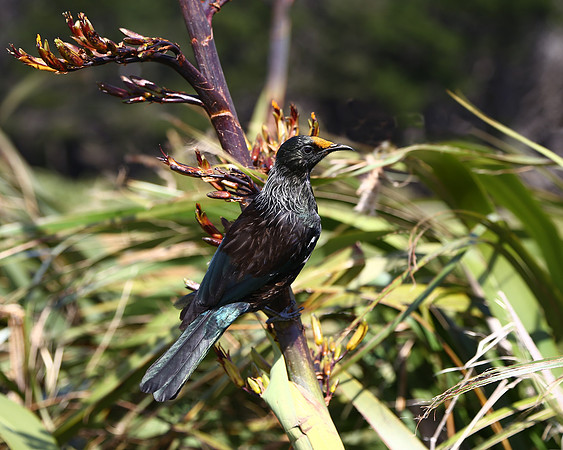 Tui (Parson Bird)