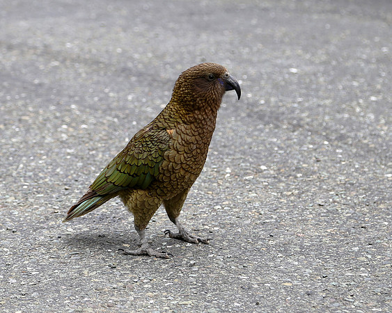 Kea Bird