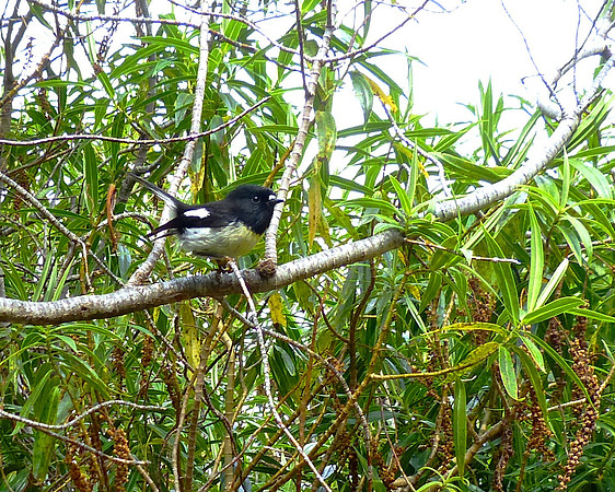 Tomtit, Male