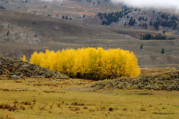 Aspens in Lamar Valley