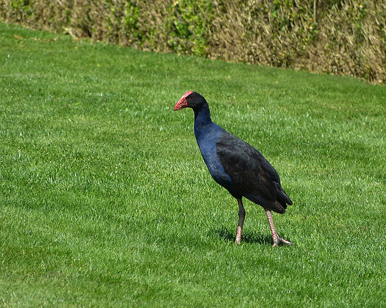 Pukeko