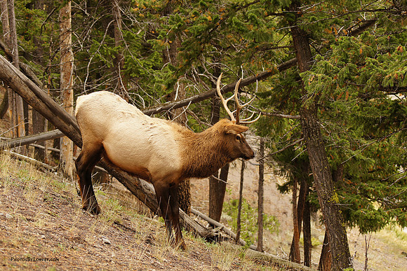 Young Bull Elk