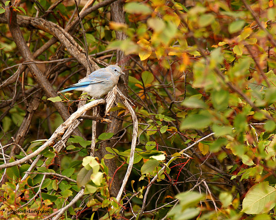 Rocky Mountain Bluebird