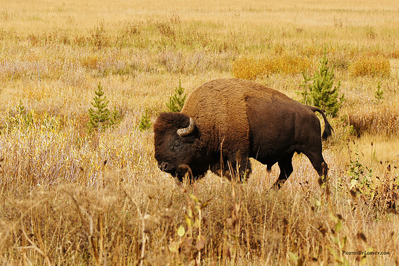 Buffalo