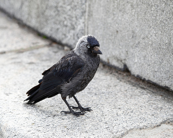 Hooded Crow
