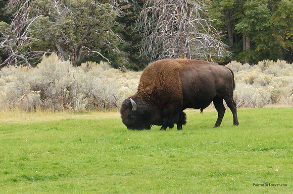 Buffalo near Mammoth Springs