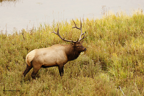 Bull Elk near Madison River