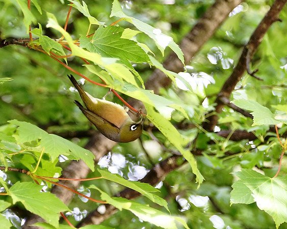 Silvereye
