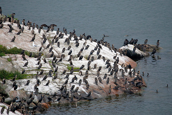 Cormorant Meeting