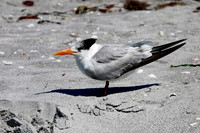 Birds - Small
